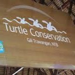 Turtle conservation