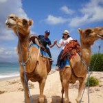 Bali-camel-safari
