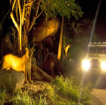 bali-night-safari-1
