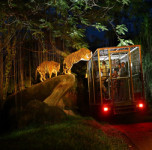 bali-night-safari