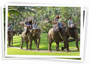 elephant_safari_ride_taro
