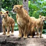 lion bali zoo park